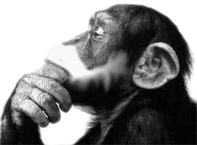 Philosophical Monkey White Beard